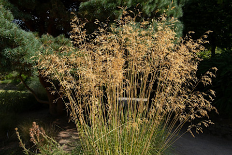 low maintenance garden 3
