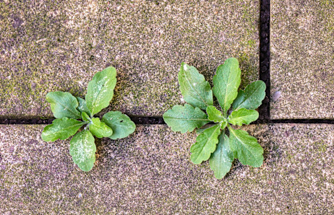 recognize weeds 3