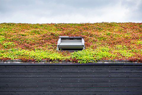 installing a sedum roof02