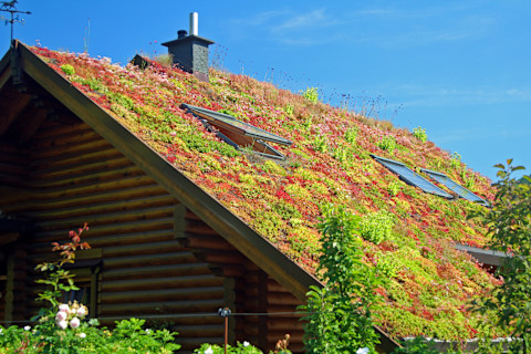 Een woning met een schuin dak en open ramen en een oranje sedum dak met begroeiing.