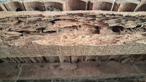 wood rot 2