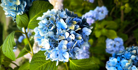 Kleurrijke hortensia's in volle bloei langs een gevelmuur, met contrasterende roze en paarse bloemen. 