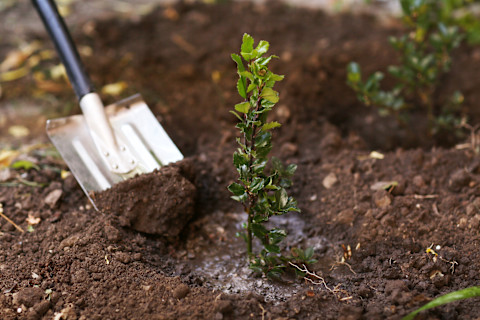 planting trees 2