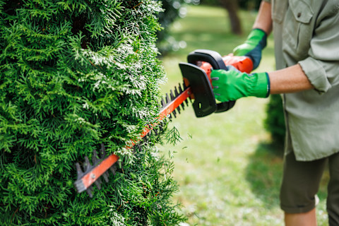 remove hedge 3