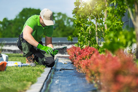 Hovenier installeert druppelirrigatiesysteem als voorbereiding op het lenteklaar maken van de tuin.