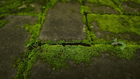 green tiles 4