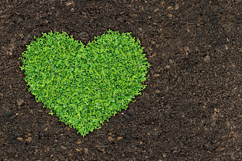 fertilize lawn 2