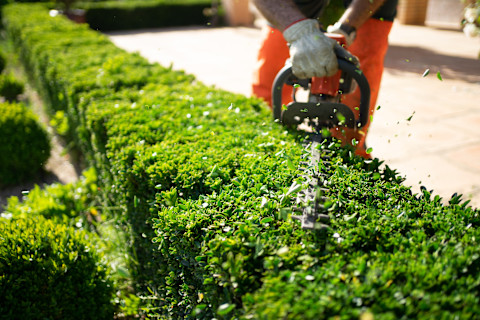 remove hedge 4