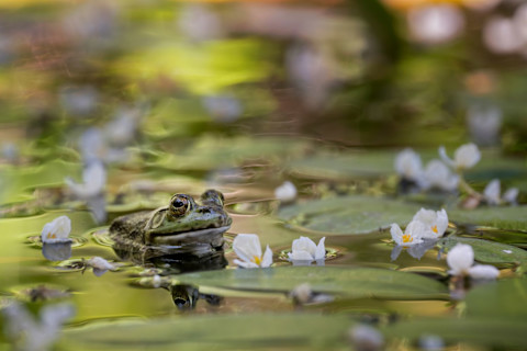 pond pump 4