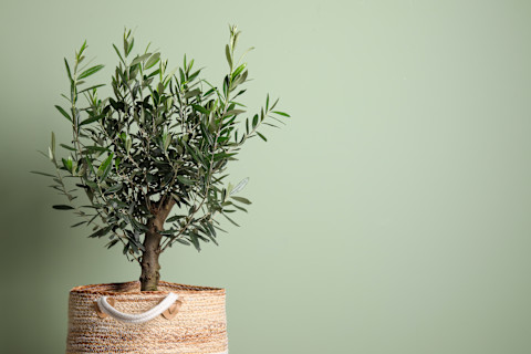 pruning an olive tree 3