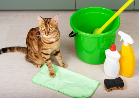 mopping the floor 4