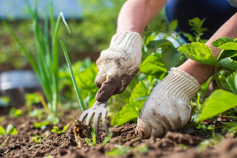 create your own garden 3