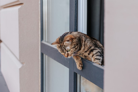 cat flap 2
