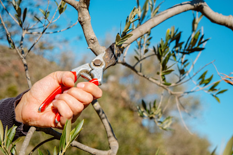 pruning an olive tree 2