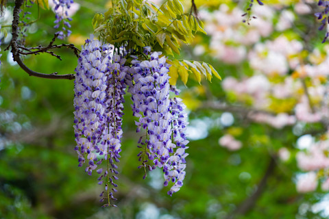 pruning wisteria 2