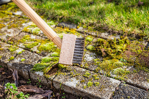 remove moss 4