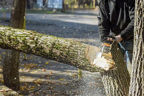 Man verwijdert boom met kettingzaag, waarbij de stam al deels is doorgesneden.