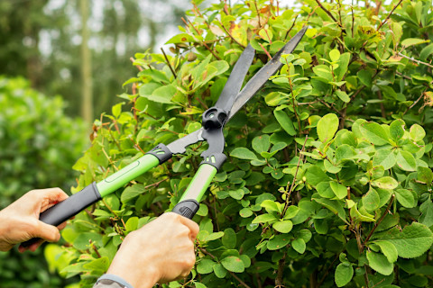 remove hedge 2