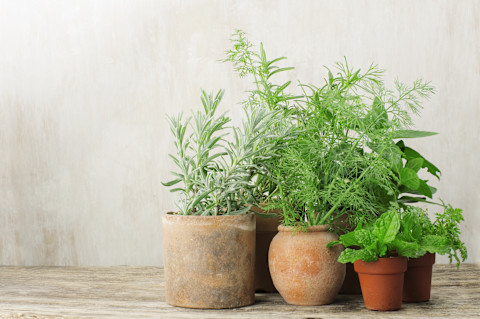 Mediterrane kruiden in kleine terracotta potten, perfect voor een Toscaanse tuin.