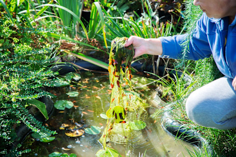 pond cleaning 2