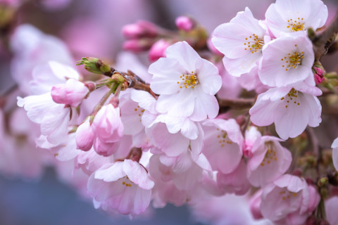 Bloeiende Japanse sakura in het voorjaar, typerend voor een sfeervolle Japanse tuin.