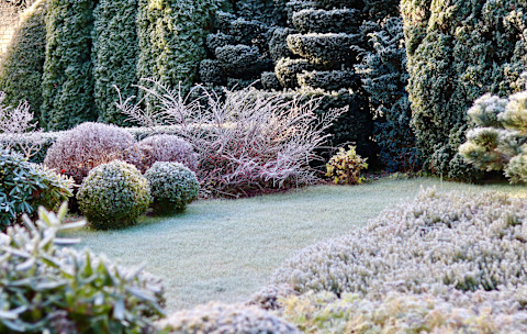 wintertuin met vorst op de planten