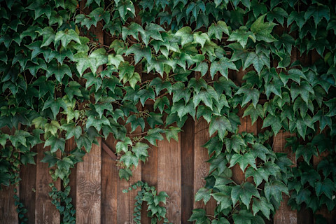 garden fences 3