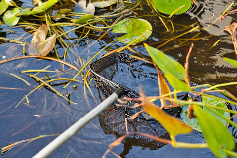 cleaning the pond 3