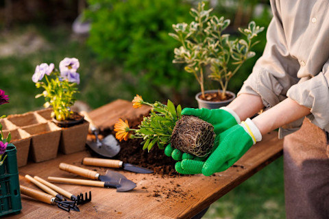 Tuinier plant bloemen in een goed onderhouden tuinbed, met aandacht voor detail en zorg voor de planten.