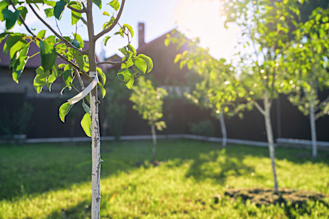 planting trees 4