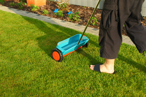 fertilize lawn 4