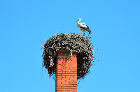 Een nest op je schoorsteen is een risico op blokkades.