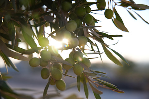 pruning an olive tree 4