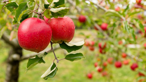 Appelbomen vol rijpe, rode appels in een groene boomgaard tijdens het oogstseizoen.