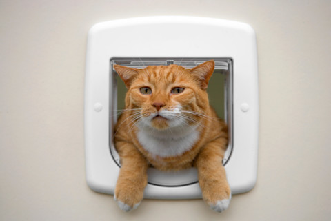 Rode kat kijkt nieuwsgierig uit een kattenluik met een geïsoleerd buitenhuis op de achtergrond.