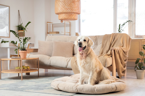 Labrador zit op een hondenkussen in een woonkamer, zichtbaar losse haren op het kleed.