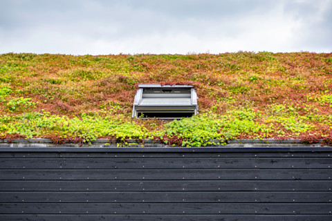 installing a sedum roof02