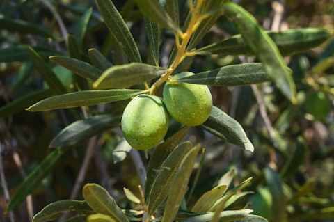 Groene olijven aan de takken van een olijfboom, klaar om te rijpen in de zon.