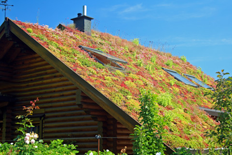  Een woning met een schuin dak en open ramen en een oranje sedum dak met begroeiing.