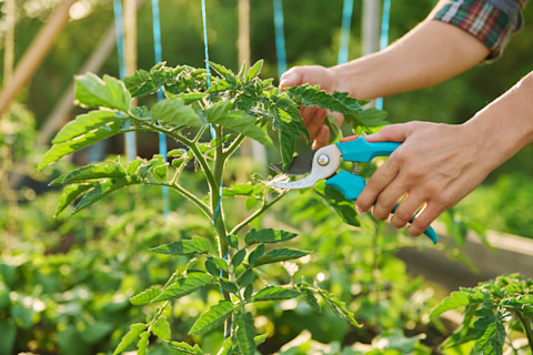 pruning calendar 2