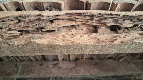 wood rot 2