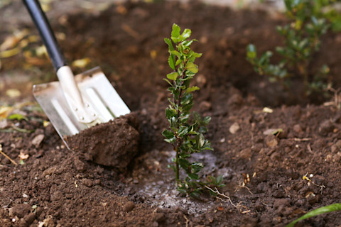 planting trees 2