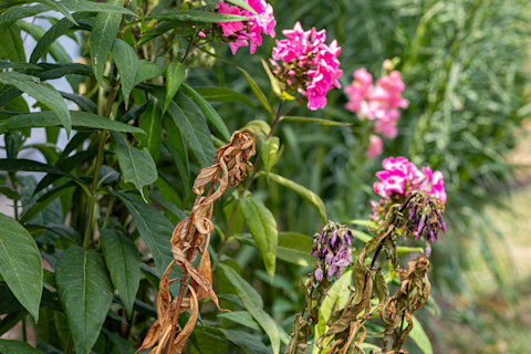 plant disease 3
