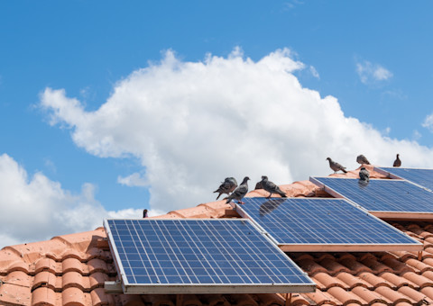 Vogels zitten op zonnepanelen op een pannendak, wat vervuiling kan veroorzaken.