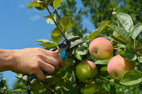 pruning apple tree 3
