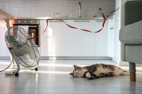 Kat ligt languit en oververhit op de vloer van een huis tijdens een zomerse hittegolf.