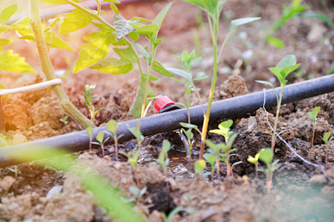 Groene zaailingen groeien onder een druppelirrigatiesysteem, gelijkmatige waterafgifte zichtbaar.