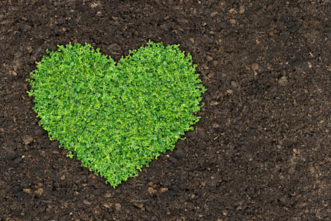 fertilize lawn 2