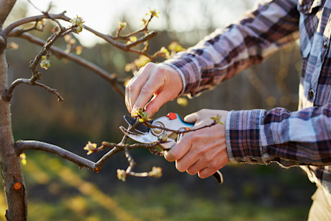 pruning apple tree 4