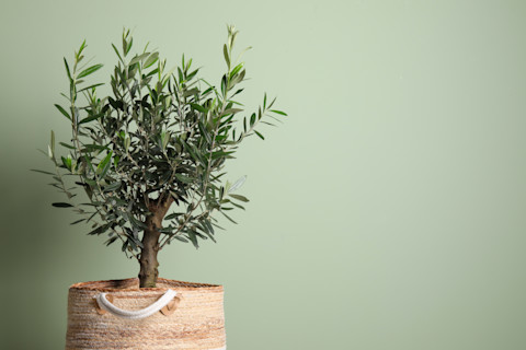 pruning an olive tree 3